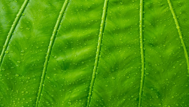 Banana leaf, green leave, abstract background