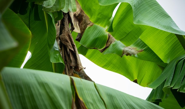 Banana leaf green leave abstract background