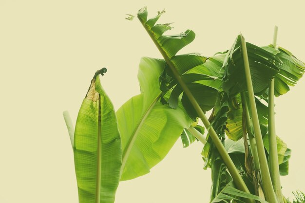 Banana leaf green leave abstract background