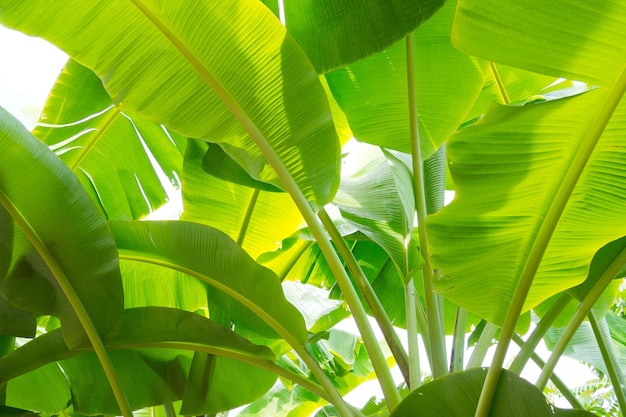 バナナの葉、緑の葉、抽象的な背景