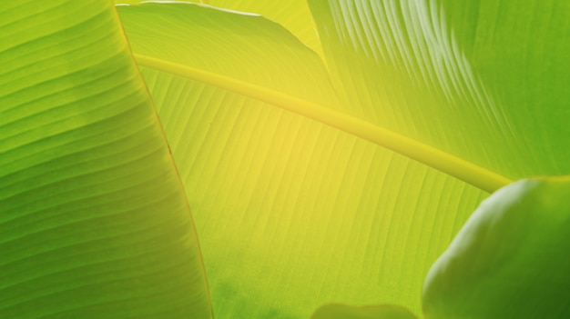 banana leaf, green leave, green leaf background, abstract background