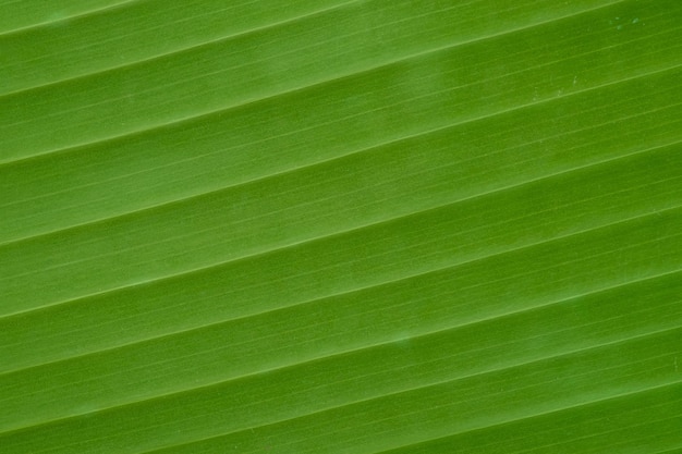 Banana leaf, Green leaves background