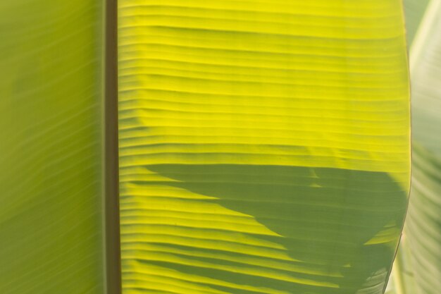Photo banana leaf, green tropical palm foliage texture background
