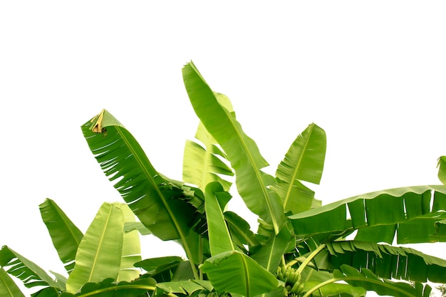 Banana leaf isolated on white background