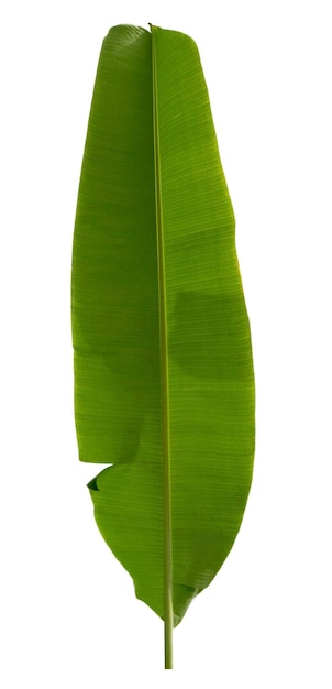 Banana leaf isolated on white background