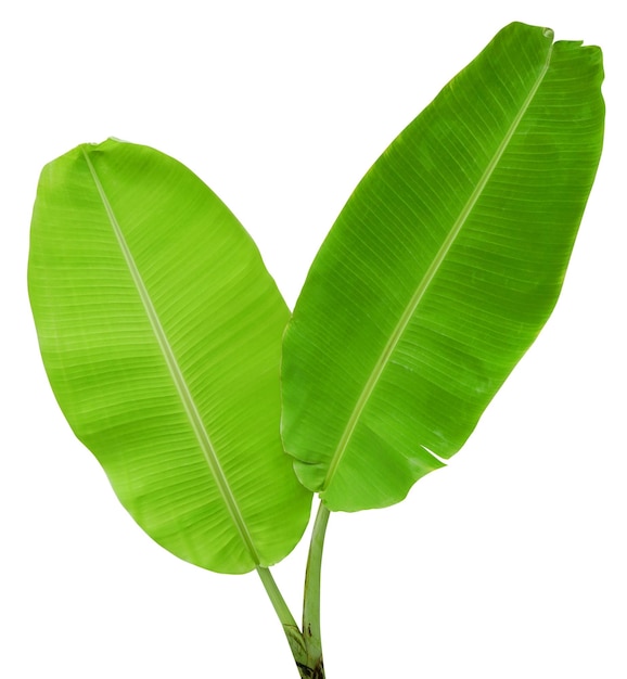 Banana leaf isolated on white background