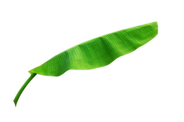 Banana leaf isolated on white background