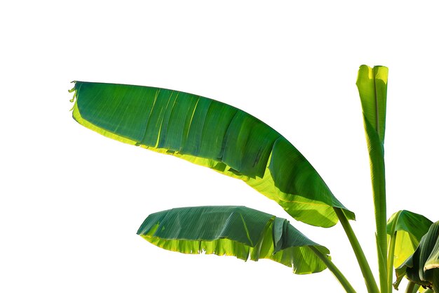 banana leaf isolated on white background