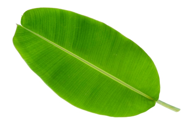 Banana Leaf isolated on white background