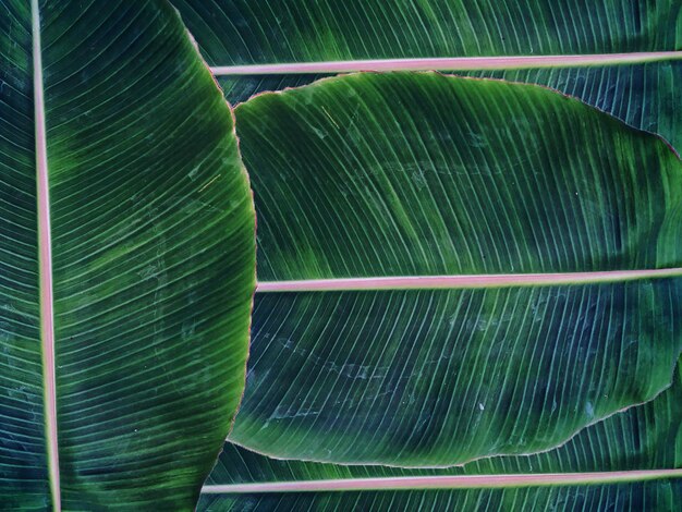 Banana leaf of life