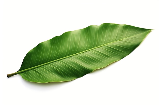 Banana Leaf Nature's Verdant Foliage of Lush Leaves Generative AI