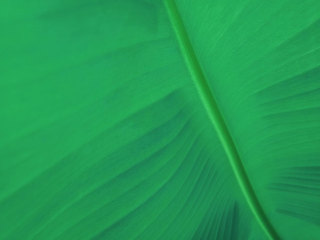 Banana leaf texture background in the green style