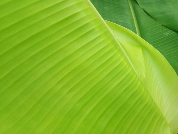 Banana leaf texture background in the green style