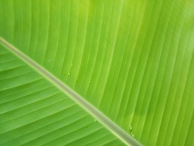 Banana leaf texture background in the green style