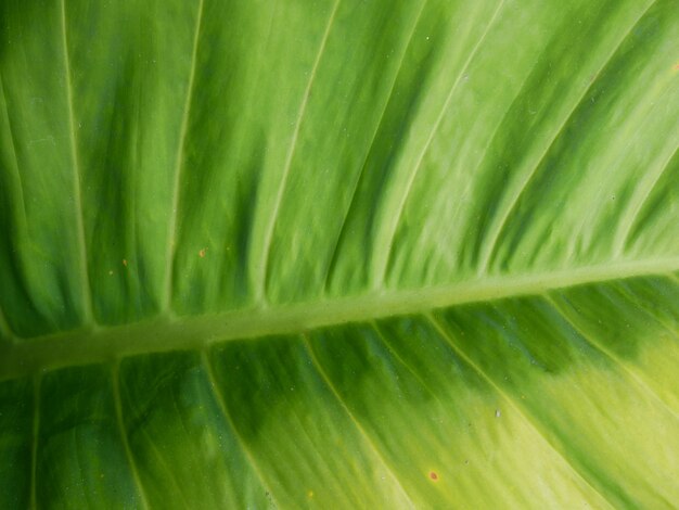 banana leaf texture background