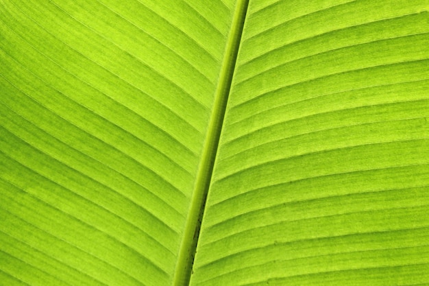 Photo banana leaf texture