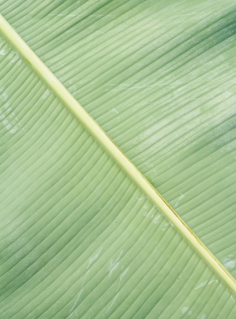 Banana leaf texture.