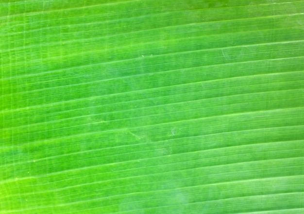 Текстура банановых листьев