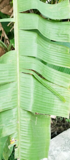 Photo a banana leaf that is green