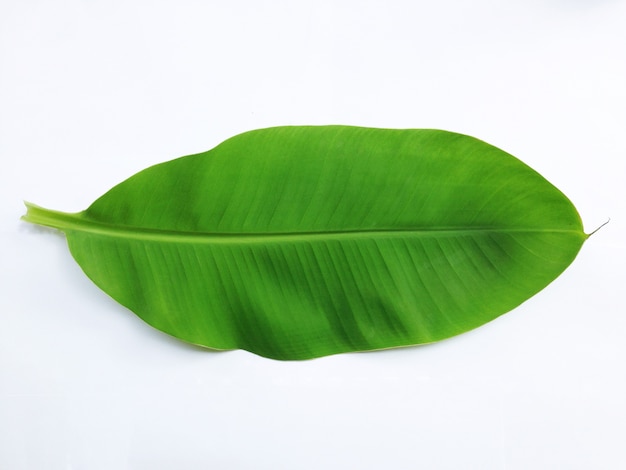 Banana leaf on white background