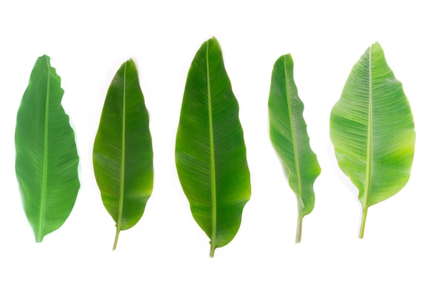 Photo banana leaf on white background