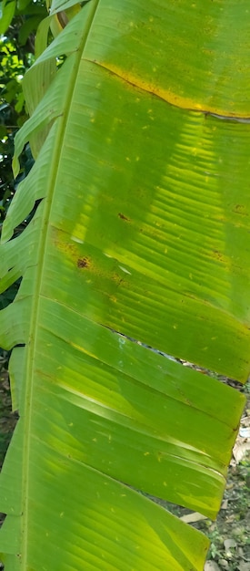 Photo a banana leaf with a brown spot on it