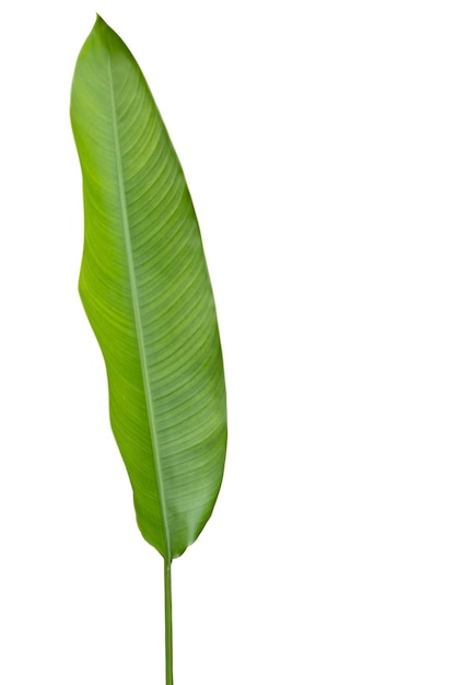 A banana leaf with a leaf on it