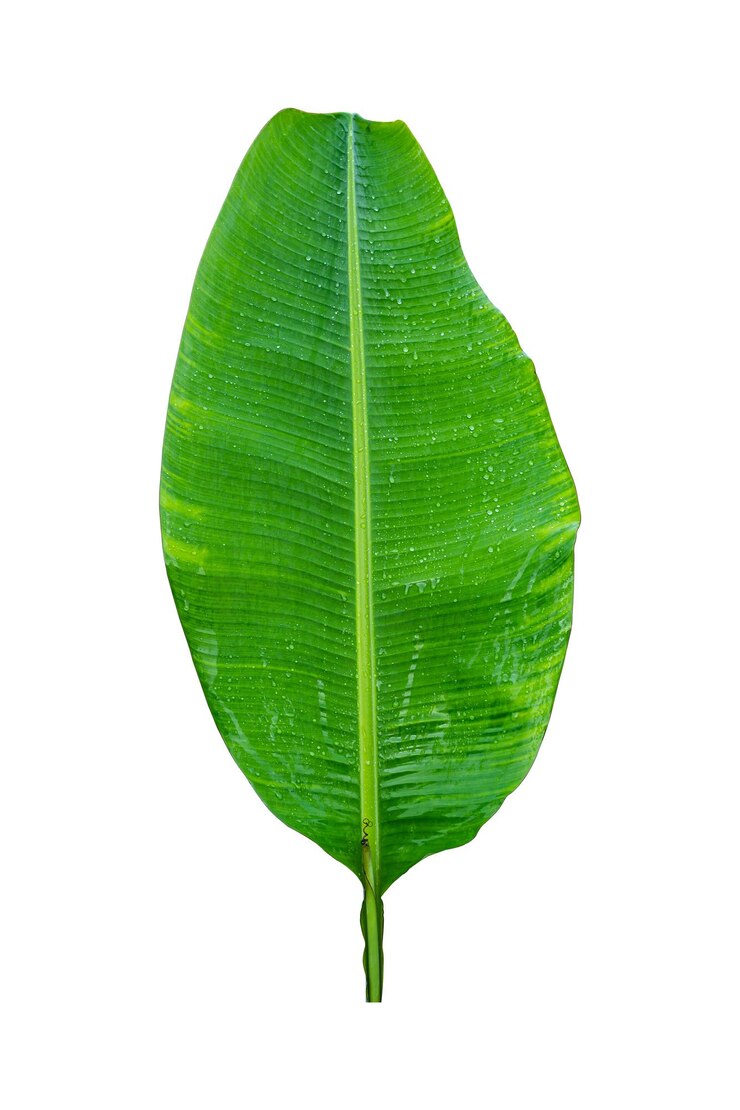 Banana leaf with raindrop isolated on white background included clipping path