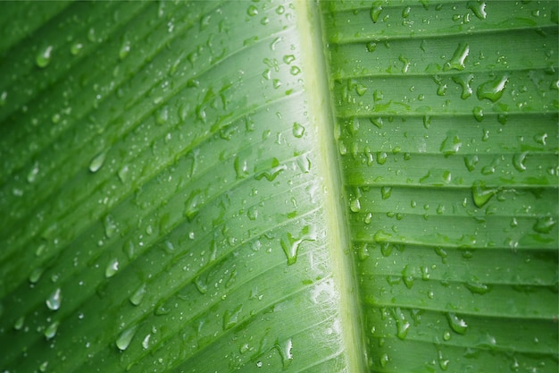 Foto foglia di banana con gocce d'acqua