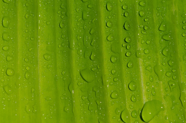 Banana leaf with water drops