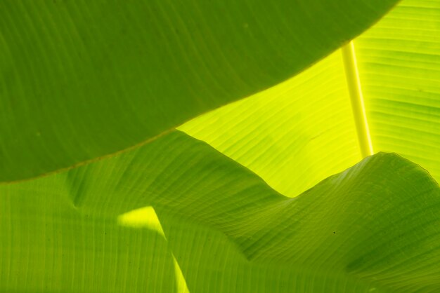 Banana leaf