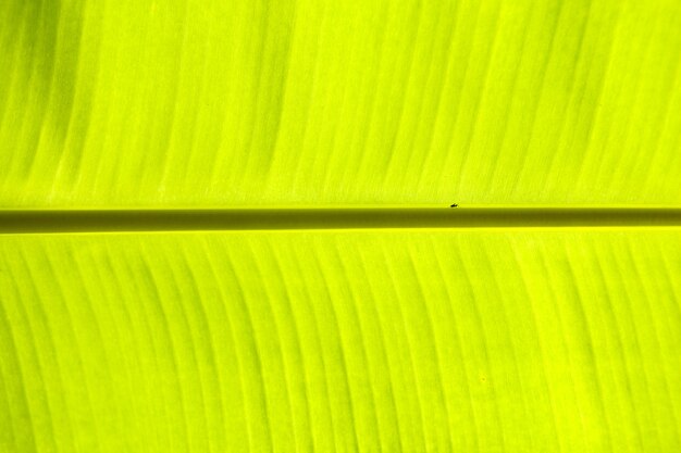 Photo banana leaf