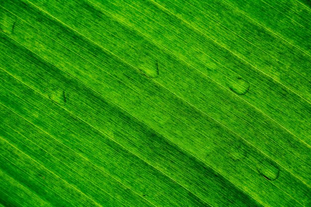 Banana leaf