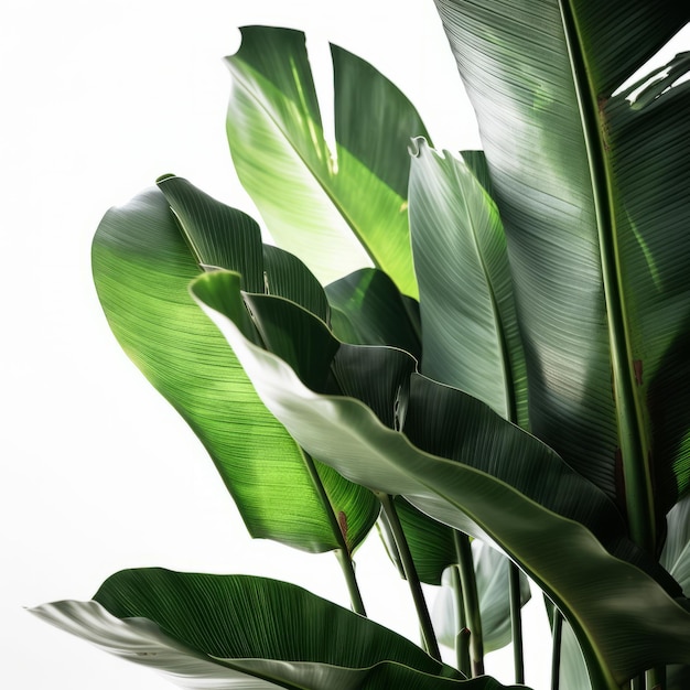 Banana leaves background Illustration AI GenerativexA