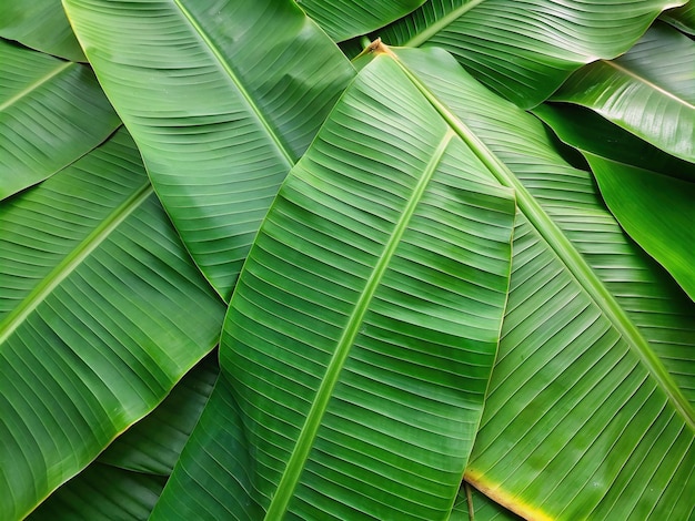 Foto sfondo di foglie di banana