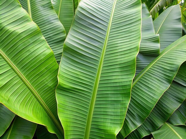 banana leaves background