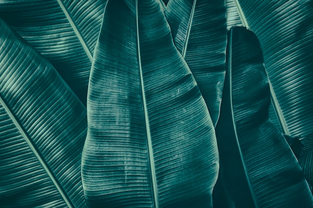 banana leaves dark green toned