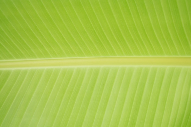 Banana leaves,green leaf