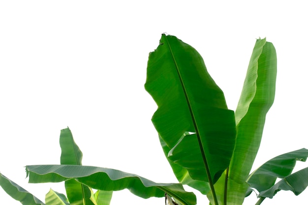 Banana leaves isolated on a white background