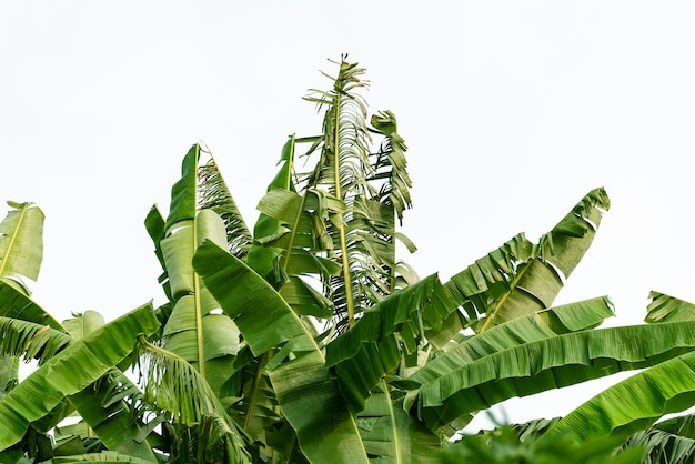 Banana leaves on isolated white background.