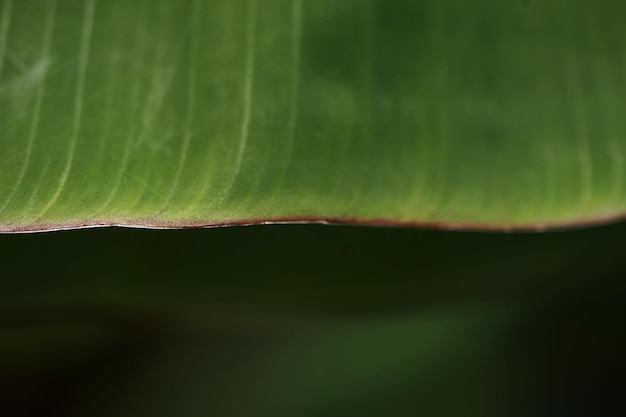 Banana Leaves Texture Background Close up