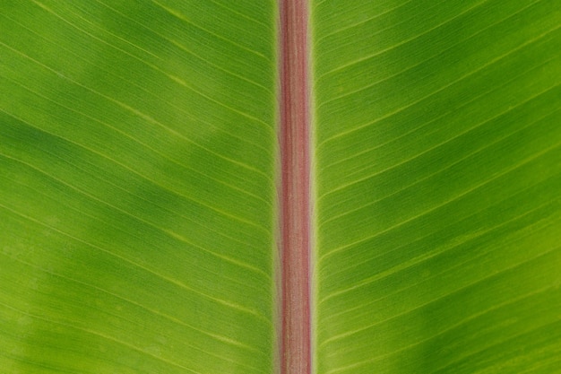 Banana leaves texture for background