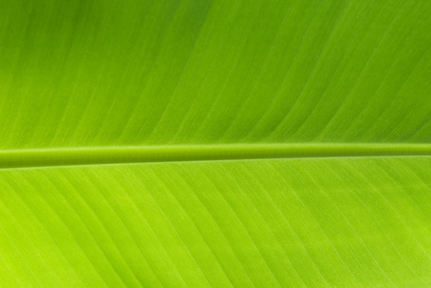 Banana leaves texture for background 