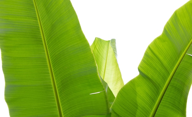 Banana leaves on white background.