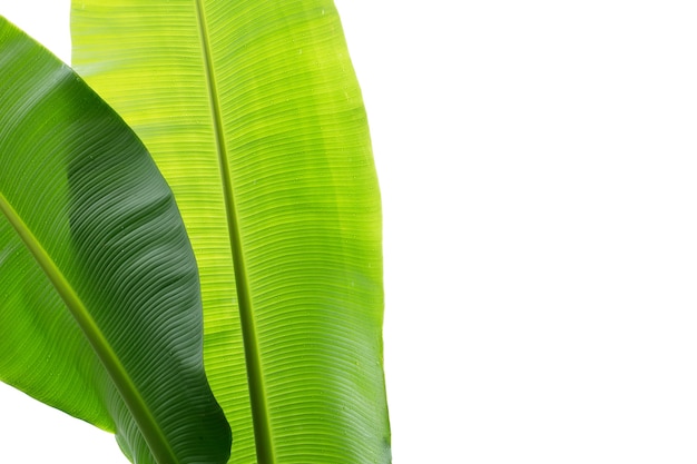 Banana leaves on white background.