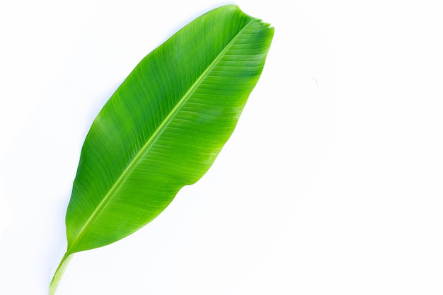 Banana leaves on white background.