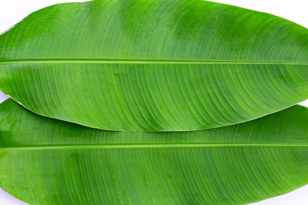 Banana leaves on white.