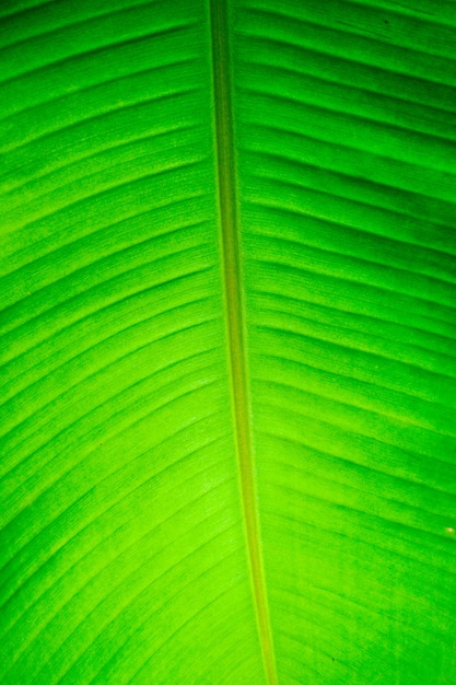 Photo banana leaves