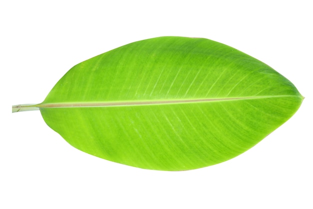 Foto foglie di banana