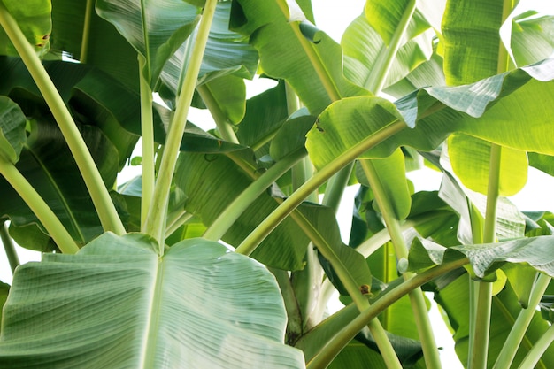 Banana leaves